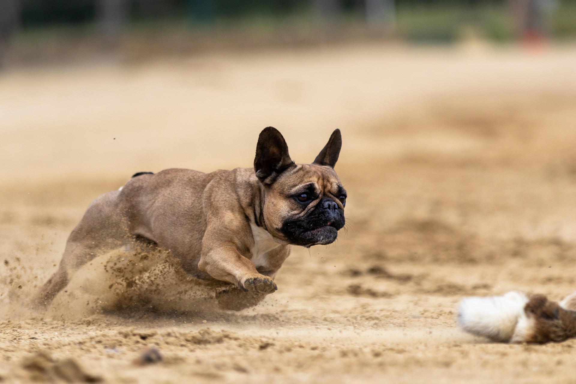 french bulldog working at the dog sports agility field at Denver dog sports